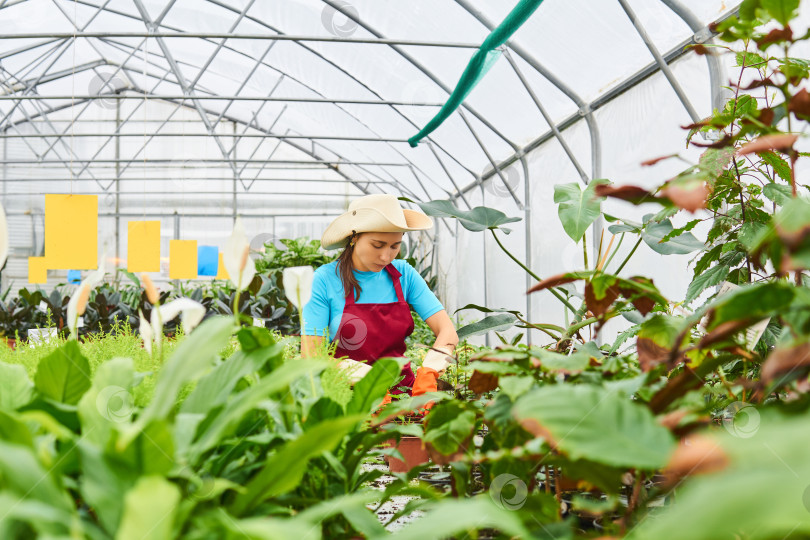 Скачать женщина-флорист работает среди комнатных растений в теплице фотосток Ozero