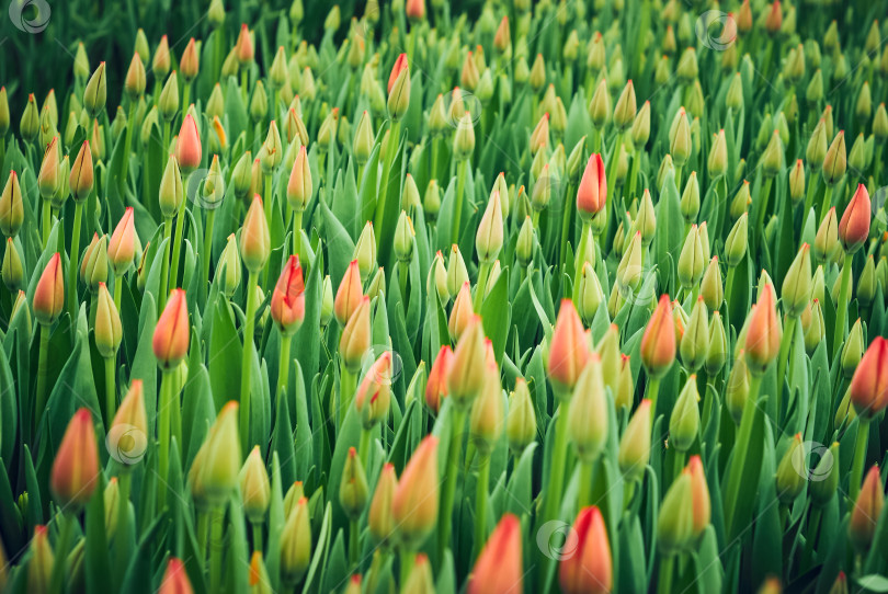 Скачать цветочный фон - поле нераспустившихся тюльпанов фотосток Ozero