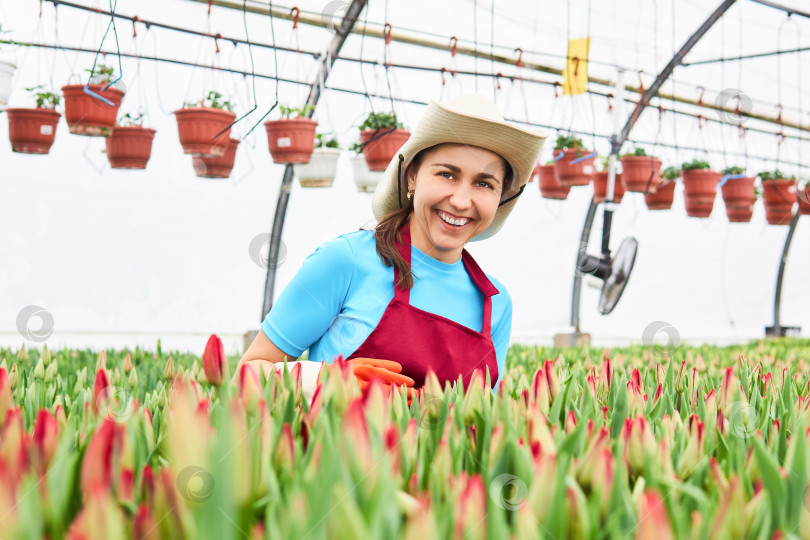Скачать улыбающаяся женщина-работница в теплице с созревающими тюльпанами фотосток Ozero
