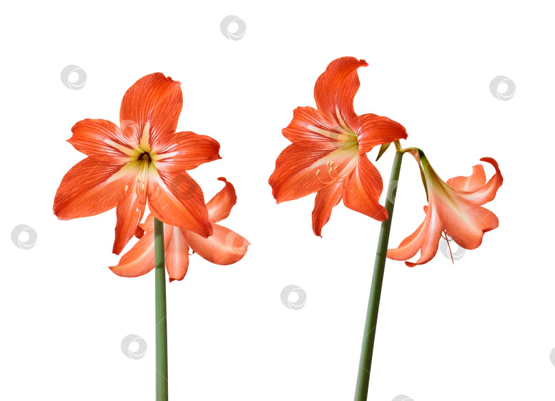 Скачать красные цветы амариллиса на стебле, выделенные на белом фоне фотосток Ozero