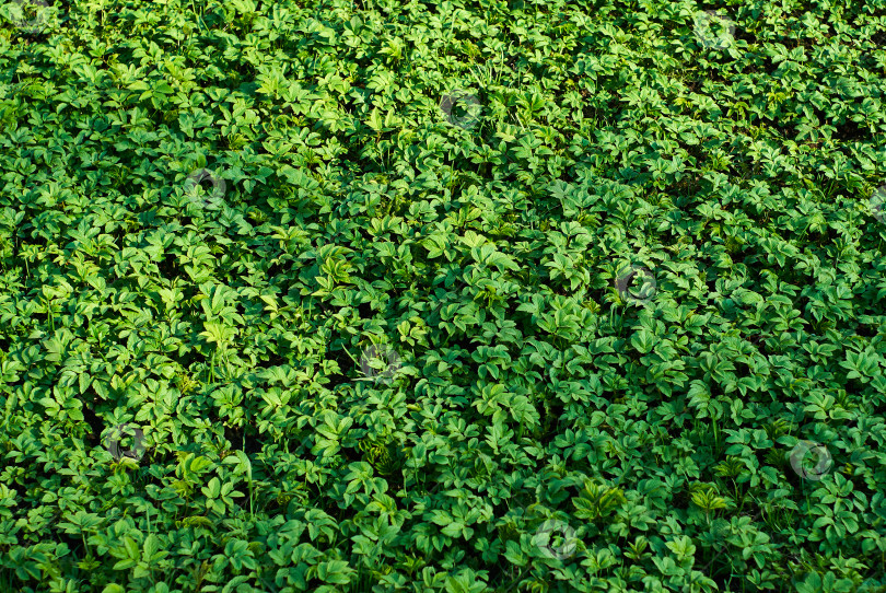 Скачать фон - молодая весенняя растительность фотосток Ozero