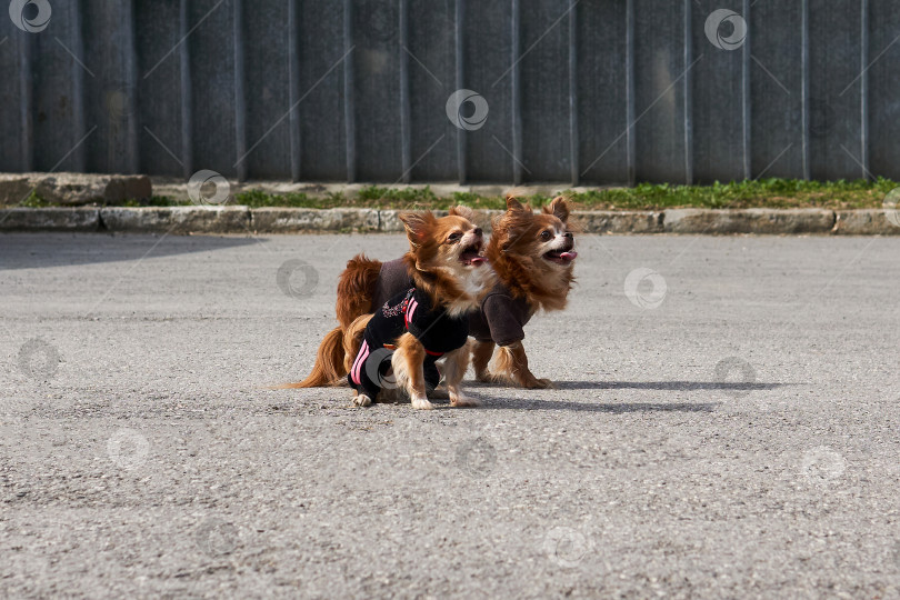 Скачать две забавные собачки чихуахуа лают, сидя на тротуаре фотосток Ozero