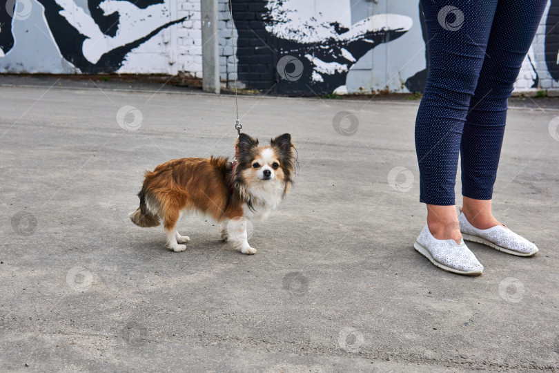 Скачать собака чихуахуа у ног своей хозяйки на тротуаре фотосток Ozero