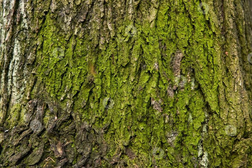 Скачать фон - покрытая мхом потрескавшаяся кора дерева фотосток Ozero
