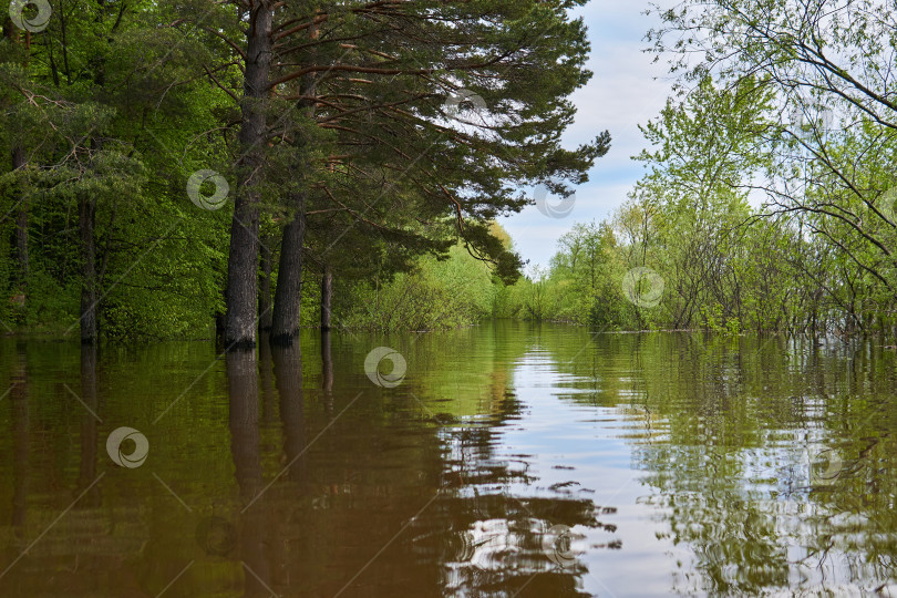 Скачать лесная поляна, затопленная во время паводка фотосток Ozero