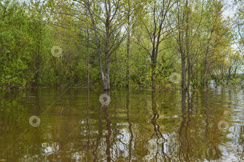 Скачать роща затоплена во время весеннего половодья фотосток Ozero