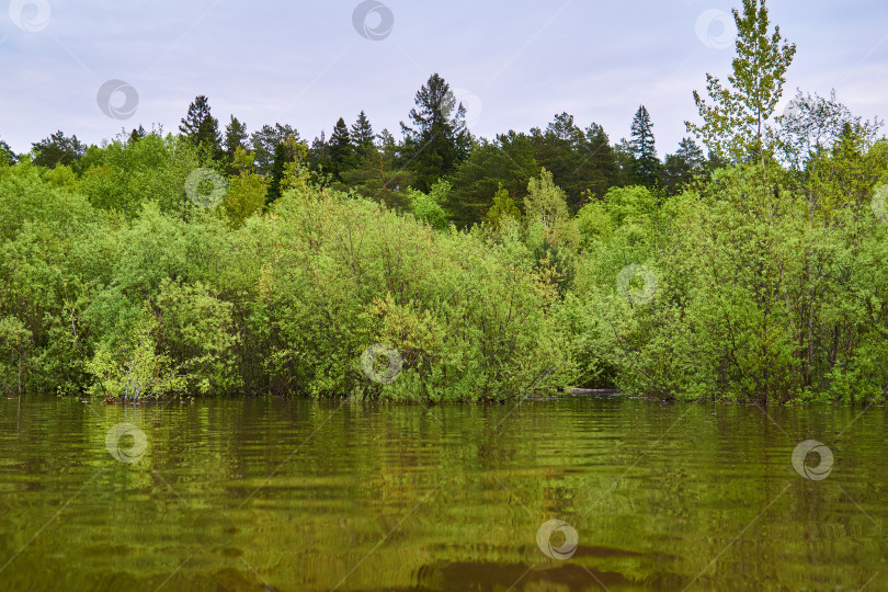 Скачать прибрежный лес, затопленный во время весеннего половодья, вид с воды фотосток Ozero