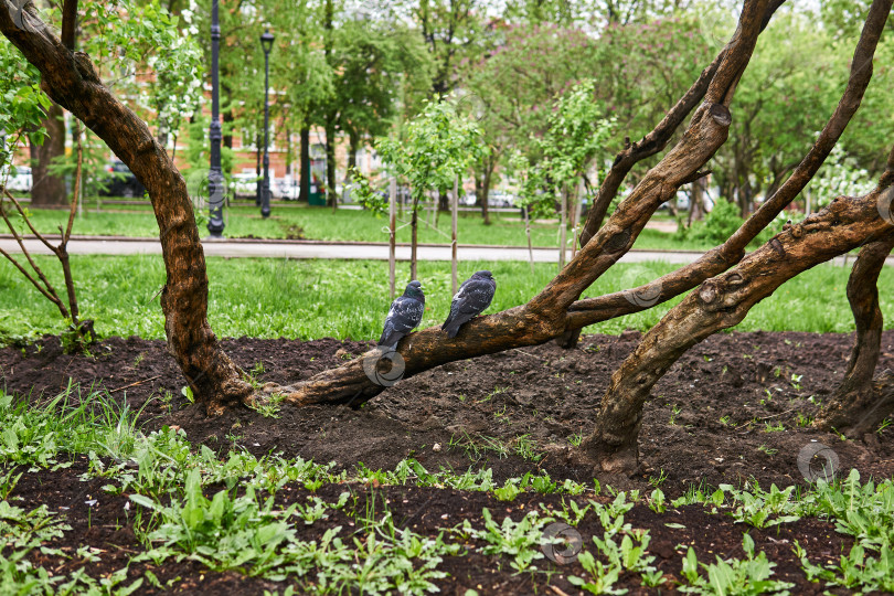 Скачать два голубя на дереве в городском парке в пасмурную погоду фотосток Ozero