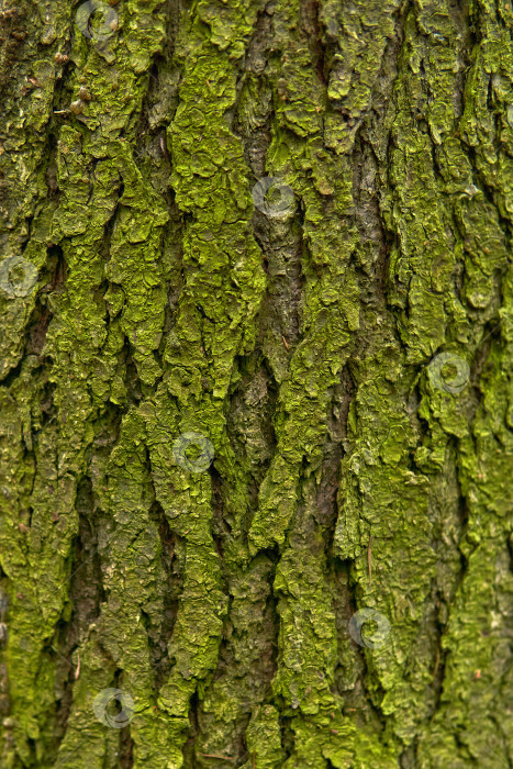 Скачать фон, текстура - зеленая замшелая кора дерева фотосток Ozero