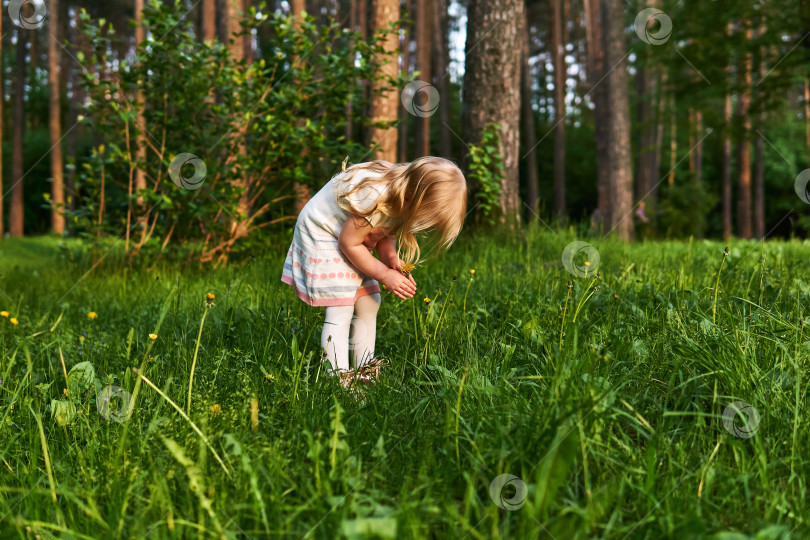 Скачать маленькая девочка на лесной поляне смотрит на цветы фотосток Ozero