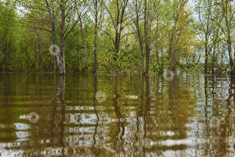 Скачать роща затоплена во время весеннего половодья фотосток Ozero