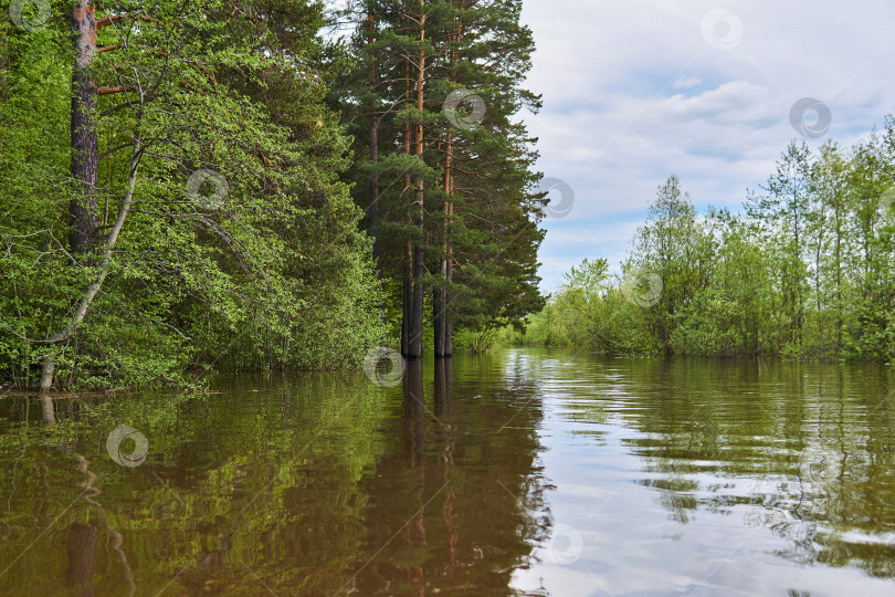 Скачать лесная поляна, затопленная во время паводка фотосток Ozero