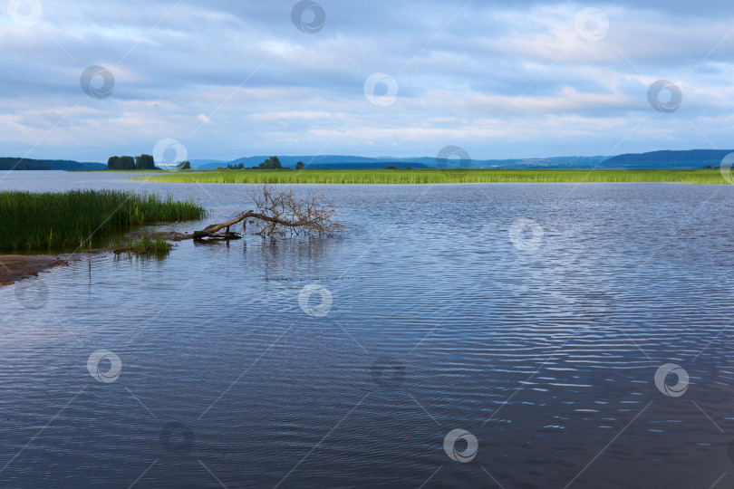 Скачать пейзаж затопленной речной поймы с зарослями тростника фотосток Ozero