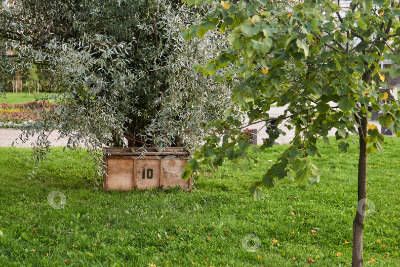 Скачать фанерный ящик для хранения садовых инструментов под деревом в саду фотосток Ozero