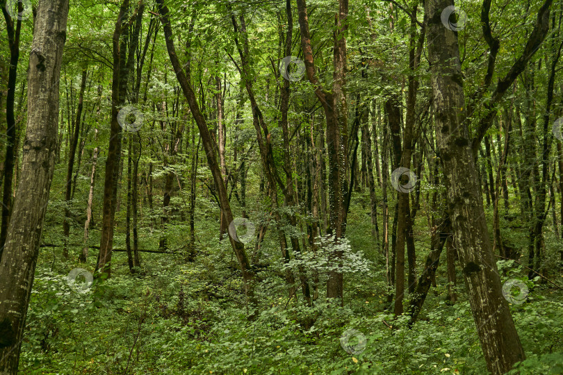 Скачать фон, пейзаж - субтропический лес фотосток Ozero