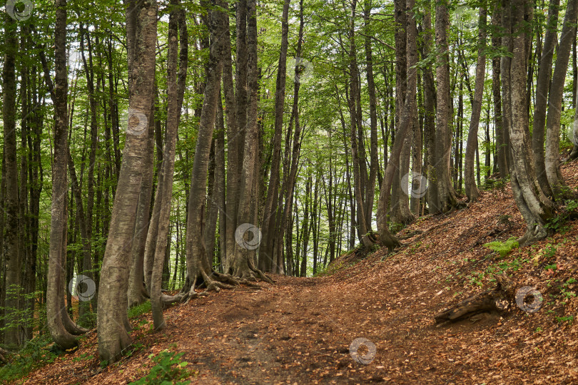 Скачать тропа в горном буковом лесу фотосток Ozero