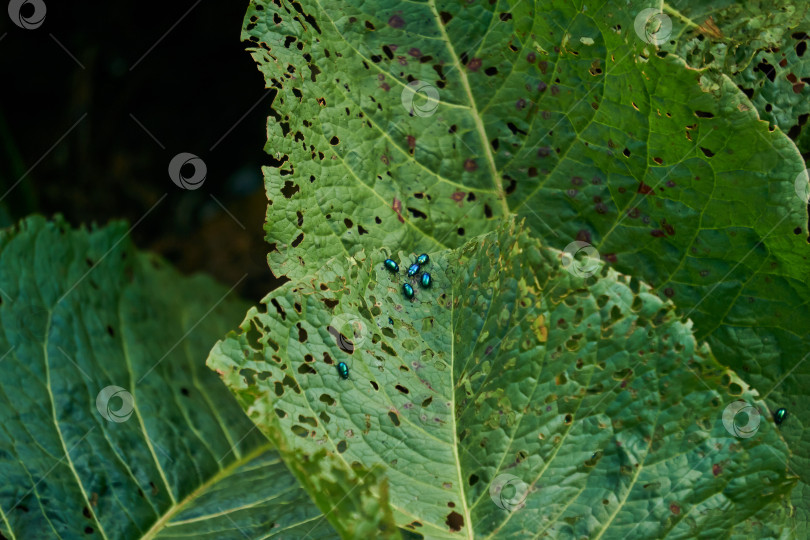 Скачать зеленые жуки вредители блошиные жуки поедают листья растений фотосток Ozero