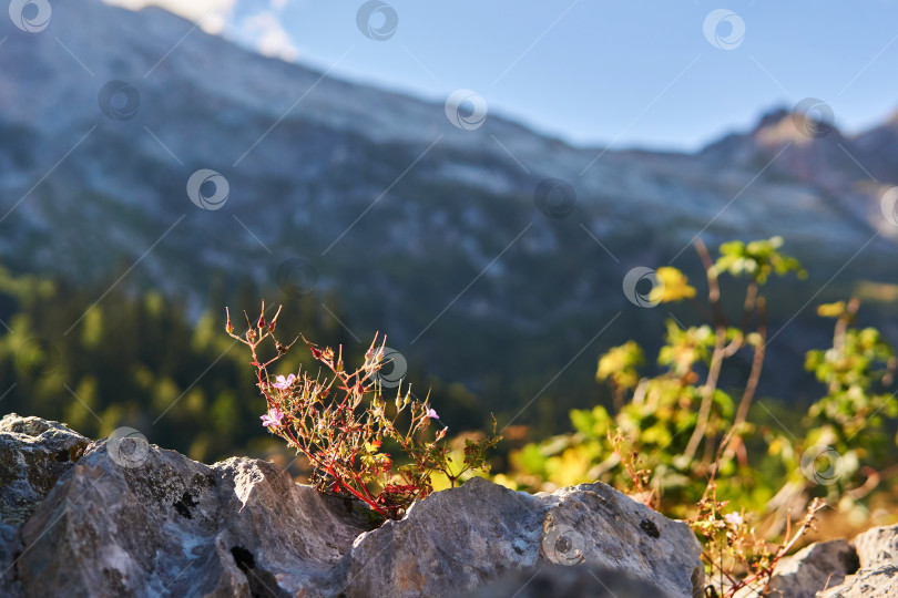 Скачать цветущий куст герани Робертса растет в расщелине ро фотосток Ozero