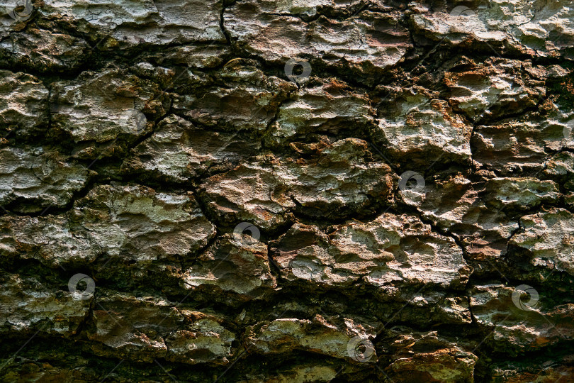 Скачать текстура коры старого дерева крупным планом фотосток Ozero