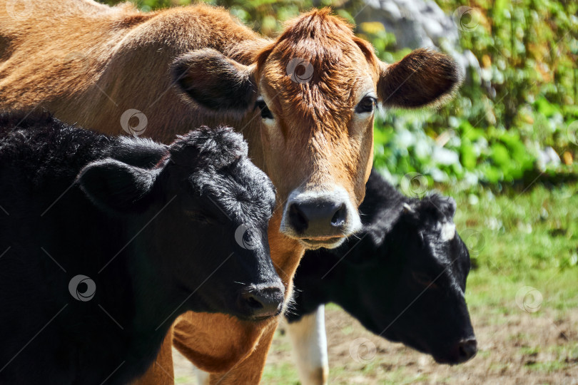 Скачать портрет коровы с двумя телятами на открытом воздухе крупным планом фотосток Ozero