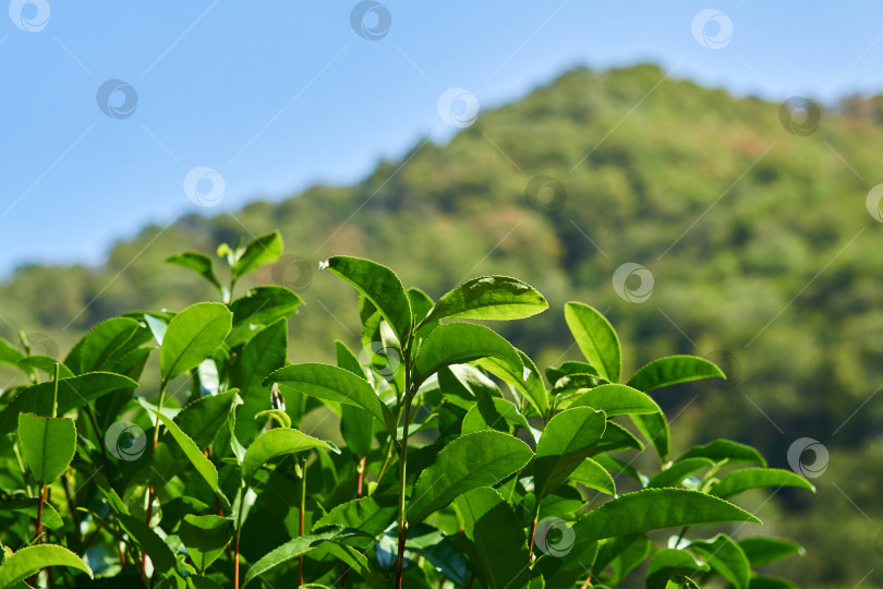 Скачать листья чайных кустов на плантации крупным планом на заднем плане фотосток Ozero