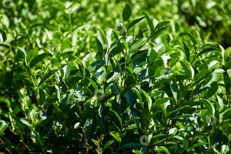 Скачать листья чайных кустов на плантации крупным планом на размытом фоне фотосток Ozero