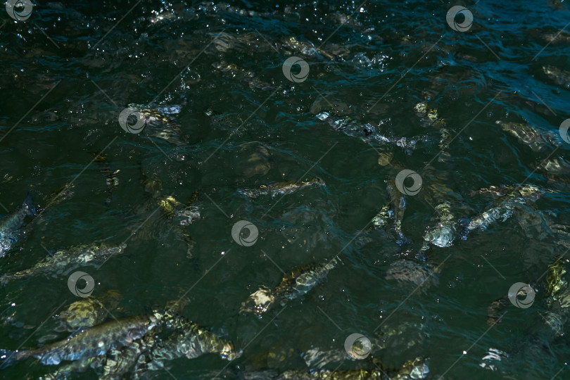 Скачать форель плещется в воде на рыбоводной ферме в ожидании кормления фотосток Ozero