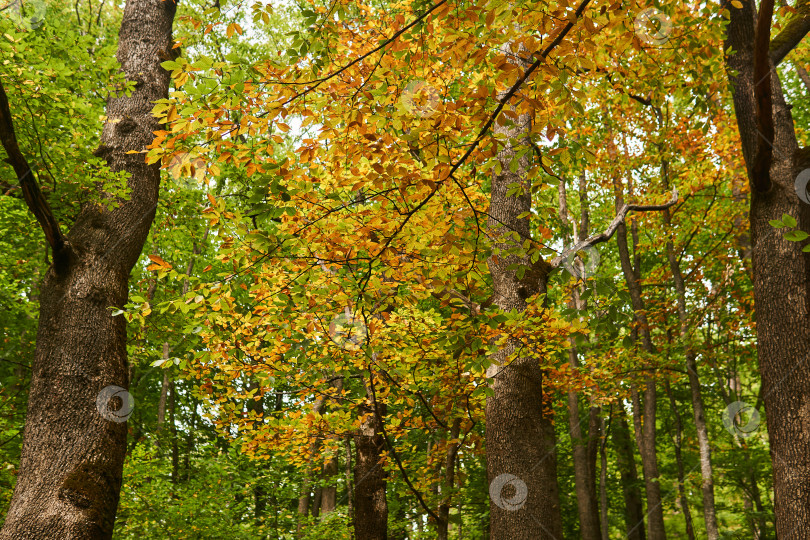 Скачать лиственный лес со старыми деревьями ранней осенью фотосток Ozero