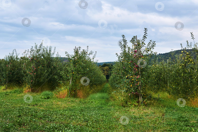 Скачать проход между рядами молодых фруктовых деревьев в яблоневом саду фотосток Ozero