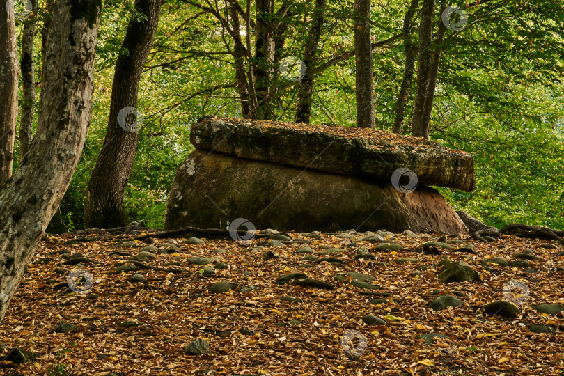 Скачать древний мегалитический дольмен среди деревьев в осенней роще фотосток Ozero