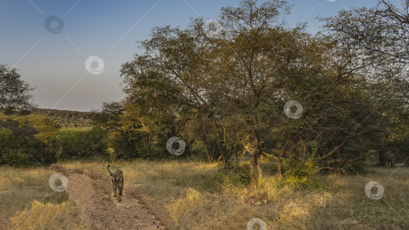 Скачать Дикий бенгальский тигр бежит по грунтовой дороге на сафари в джунглях фотосток Ozero