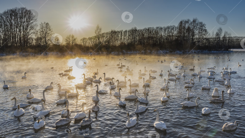 Скачать Зимний вечер на Лебедином озере. Солнце стоит низко. фотосток Ozero