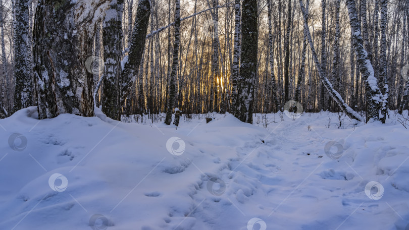 Скачать Зимнее утро в березовой роще. фотосток Ozero