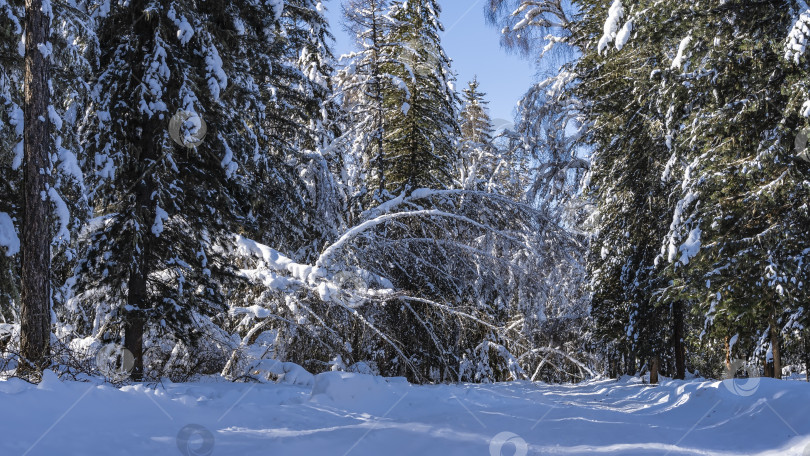 Скачать Дорога в зимнем лесу утоптана. фотосток Ozero
