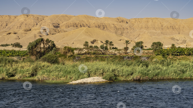 Скачать На берегу реки растут заросли камыша, пальмы. фотосток Ozero