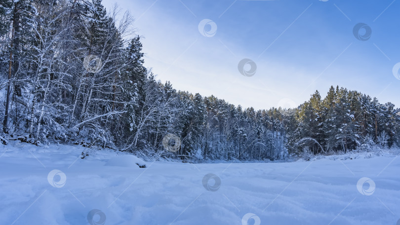Скачать На опушке леса лежит чистый белый снег. фотосток Ozero