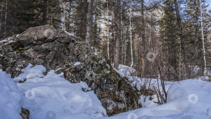 Скачать Живописный гранитный валун в зимнем лесу. фотосток Ozero