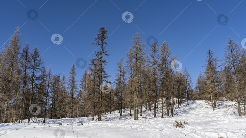 Скачать Зимний день в лесу. фотосток Ozero