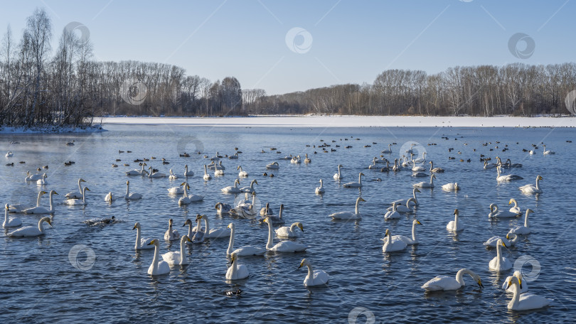 Скачать Стая белых лебедей спокойно плавает в незамерзающем озере. фотосток Ozero