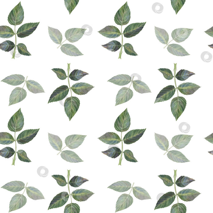 Скачать Узор с зелеными листьями роз разных оттенков, бесшовный. Акварельная иллюстрация, нарисованная от руки. Для печати обоев, ткани, упаковки, скрапбукинга, текстиля. Изолированный на белом фоне фотосток Ozero
