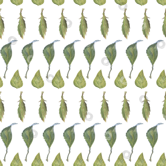 Скачать Узор с зелеными листьями роз разных оттенков, бесшовный. Акварельная иллюстрация, нарисованная от руки. Для печати обоев, ткани, упаковки, скрапбукинга, текстиля. Изолированный на белом фоне фотосток Ozero