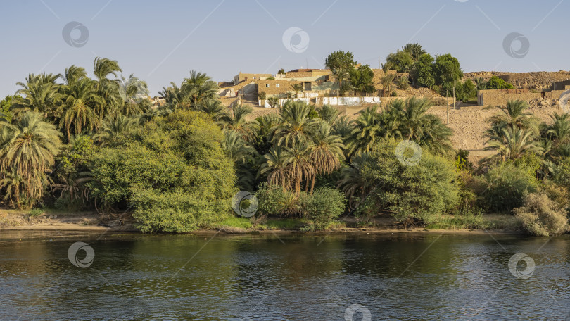 Скачать На берегу реки растут заросли зеленой растительности, пальмы. = фотосток Ozero