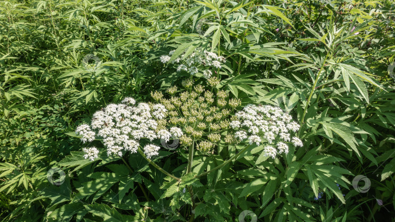 Скачать Борщевик Heracleum Сосновского цветет на лугу. фотосток Ozero