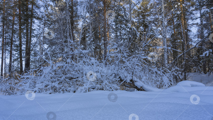 Скачать На опушке леса лежит чистый белый снег. фотосток Ozero