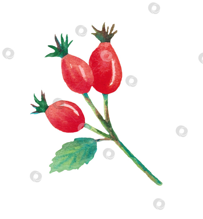 Скачать Веточка шиповника с ягодами на белом фоне. Рисунок выполнен вручную акварелью. фотосток Ozero