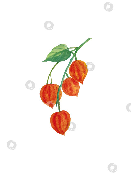 Скачать Зеленая ветка с ягодами физалиса на белом фоне. Клипарт подходит для открыток, поздравлений, приглашений, принтов. Нарисован вручную акварелью. фотосток Ozero