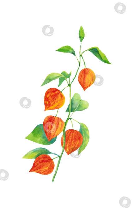 Скачать Акварельная ветка с ягодами физалиса, выделенными на белом фоне. Клипарт подходит для открыток, поздравлений, приглашений, принтов. Нарисован от руки. фотосток Ozero