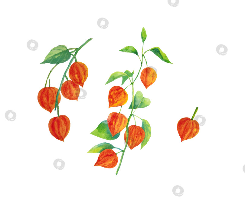 Скачать Клипарт с изображением физалиса на белом фоне. Иллюстрация выполнена акварелью. фотосток Ozero