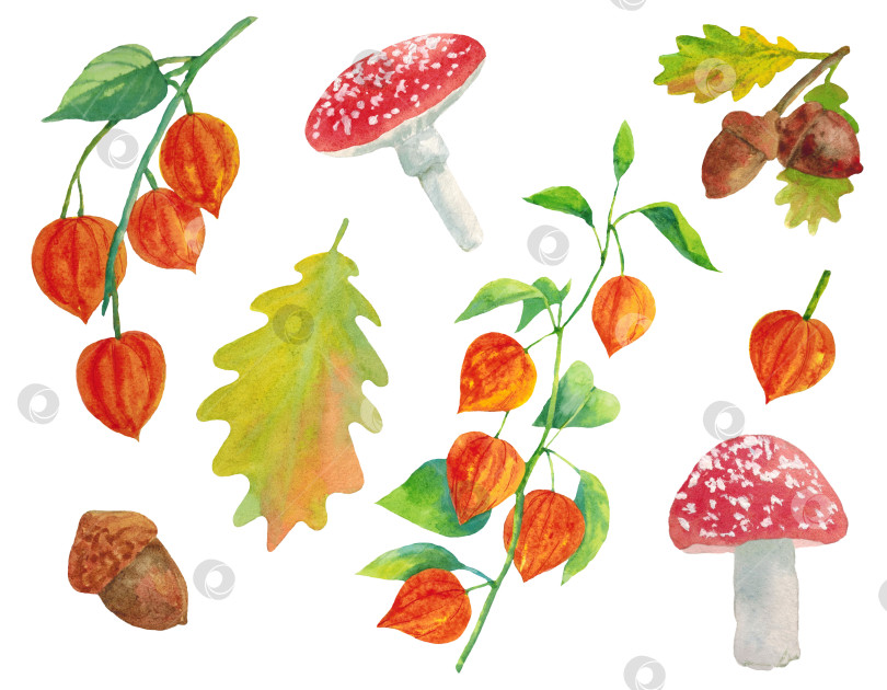 Скачать Набор клипартов с физалисом, мухоморами, желудями и дубовыми листьями, элементы выделены на белом фоне. фотосток Ozero