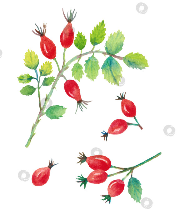 Скачать Набор клипартов, выполненных акварелью, ягоды шиповника. Нарисовано вручную. фотосток Ozero